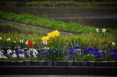 国道の花