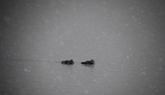 雪、、、乗ってます