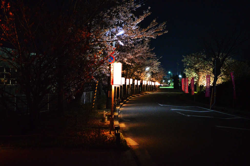 桜街道の灯り