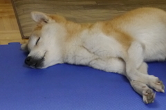 昼寝