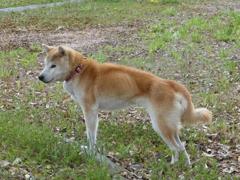 愛犬の復活