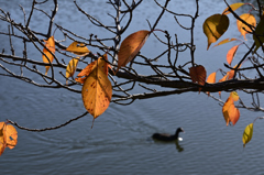 池を眺めている老葉