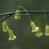 アスパラの花