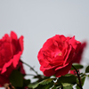D7K_6404R