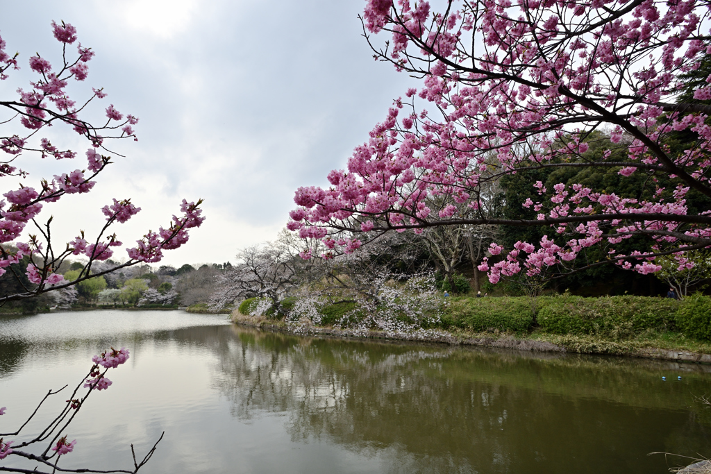 今日の桜-2