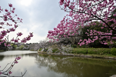 今日の桜-2