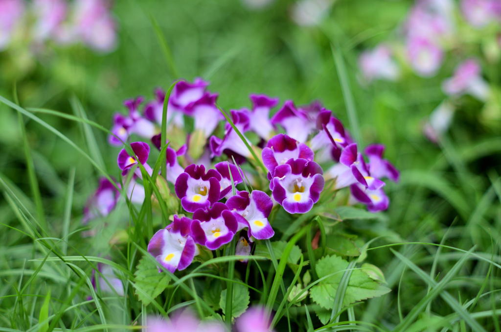 公園の花壇にて