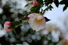 ほんのり　赤みを帯びて