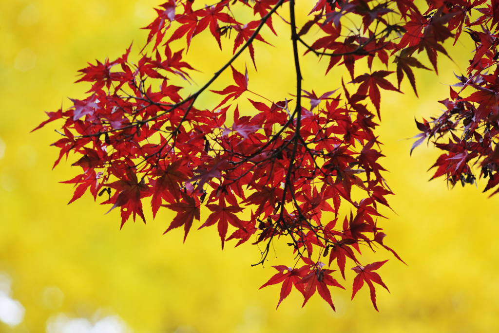 黄色い銀杏に赤い紅葉