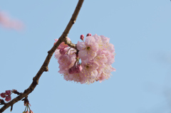 椿寒桜