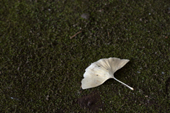 苔の上に舞い降りた