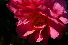 花粉