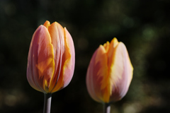 アイスチューリップ