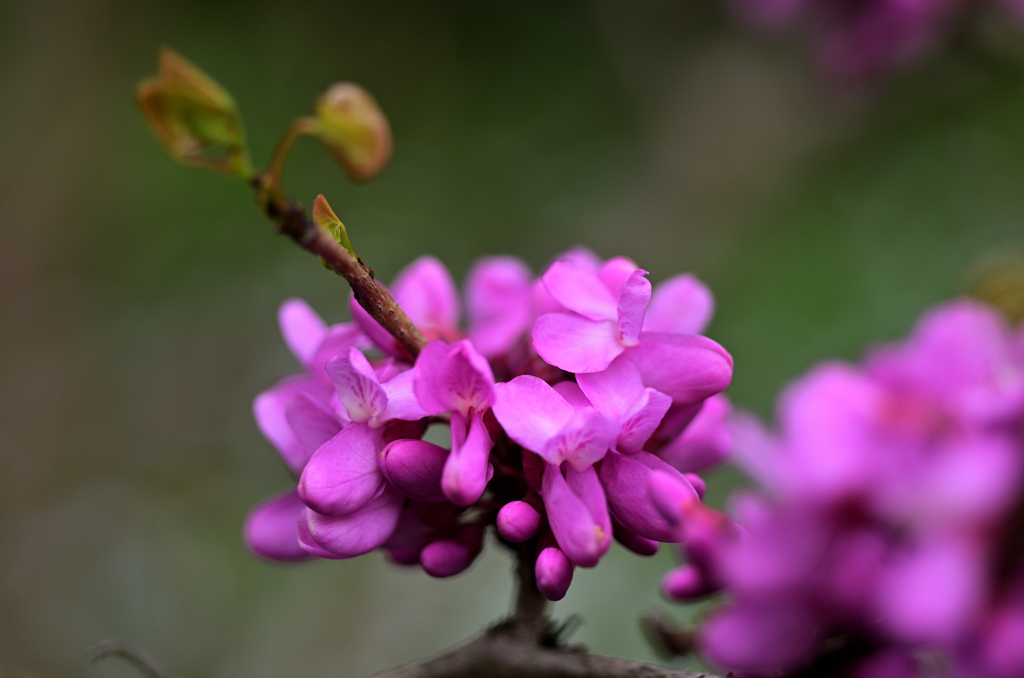 D7K_4942R