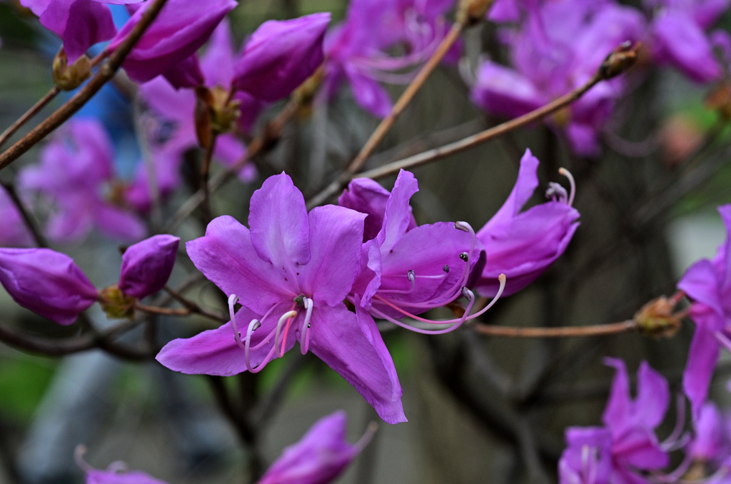 D7K_4978R