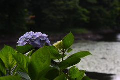 池と紫陽花