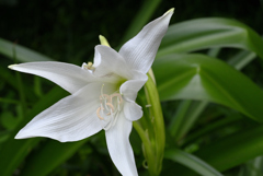 二つの名前を持つ花