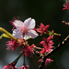 D7K_4040R