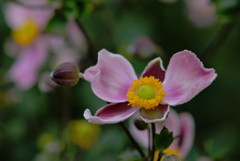 秋花