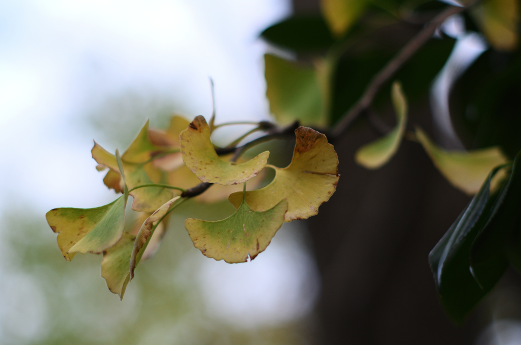 D7K_1496R