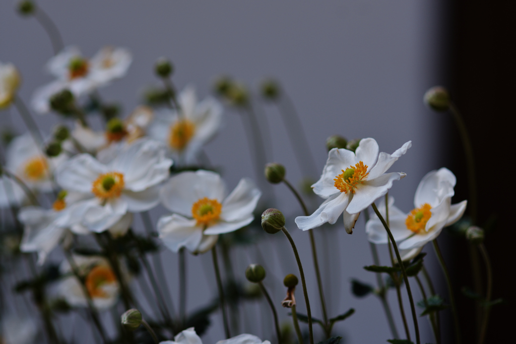 キンポウゲ科の植物