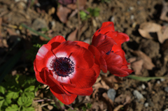 冬の公園を彩る花たち