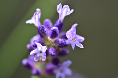 ラベンダーの花が開いてた