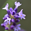 ラベンダーの花が開いてた