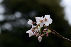 さくら咲く-3
