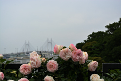 海を見渡す