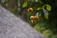 小ぶりですけど 小ぶりですけど