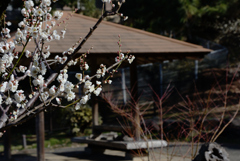 大倉山梅園