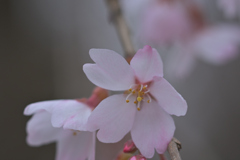 ハートが綺麗な横浜緋桜