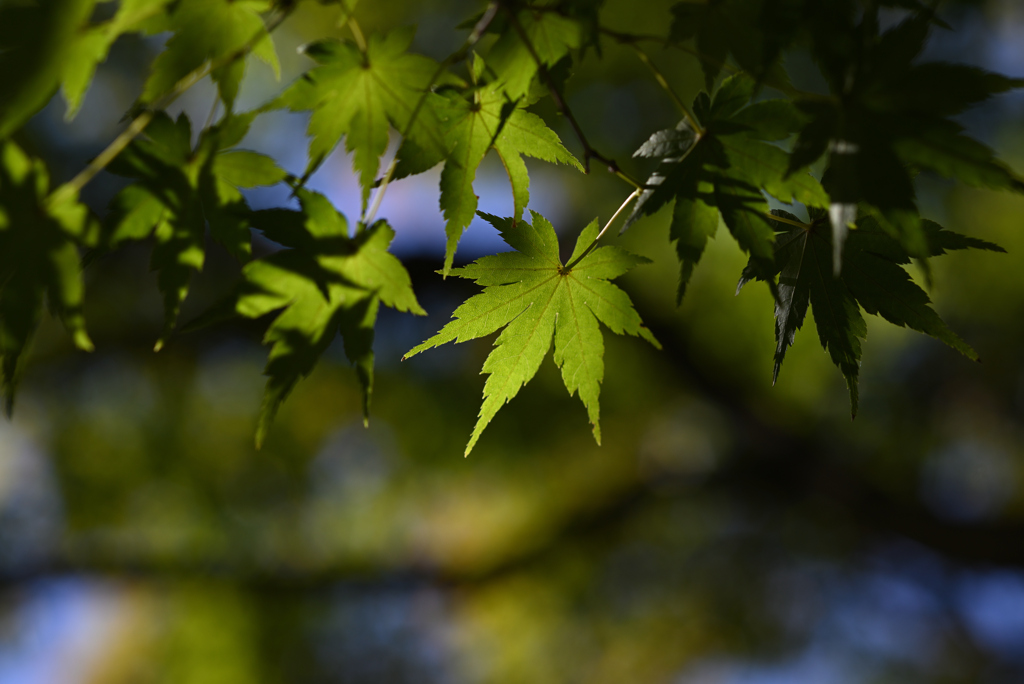 君は紅くなるのかい？