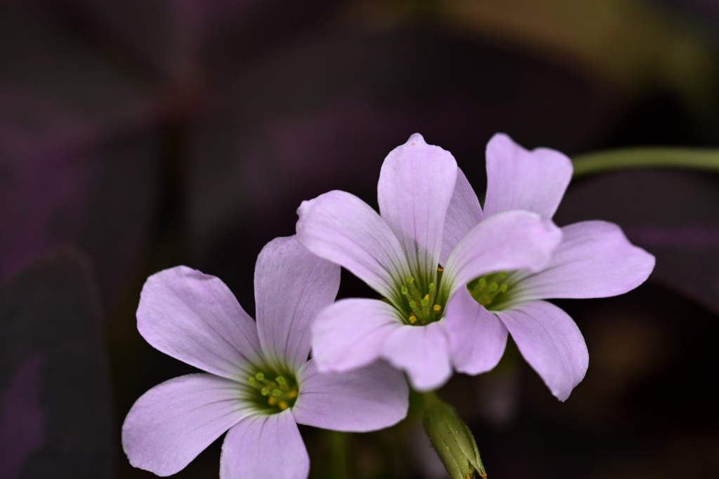 Purple and purple