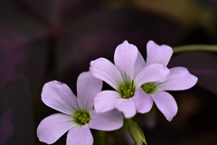 Purple and purple