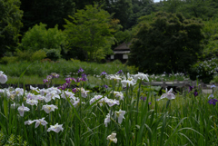 花見ごろ