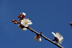 咲き始めた梅の花
