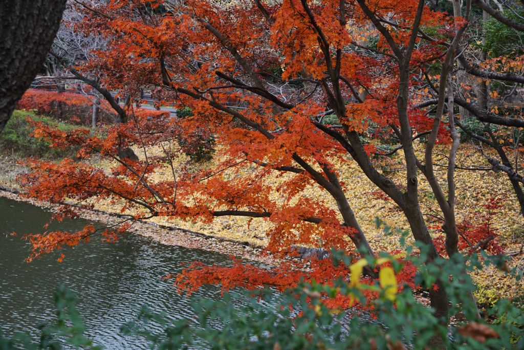 黄色い落ち葉と紅葉