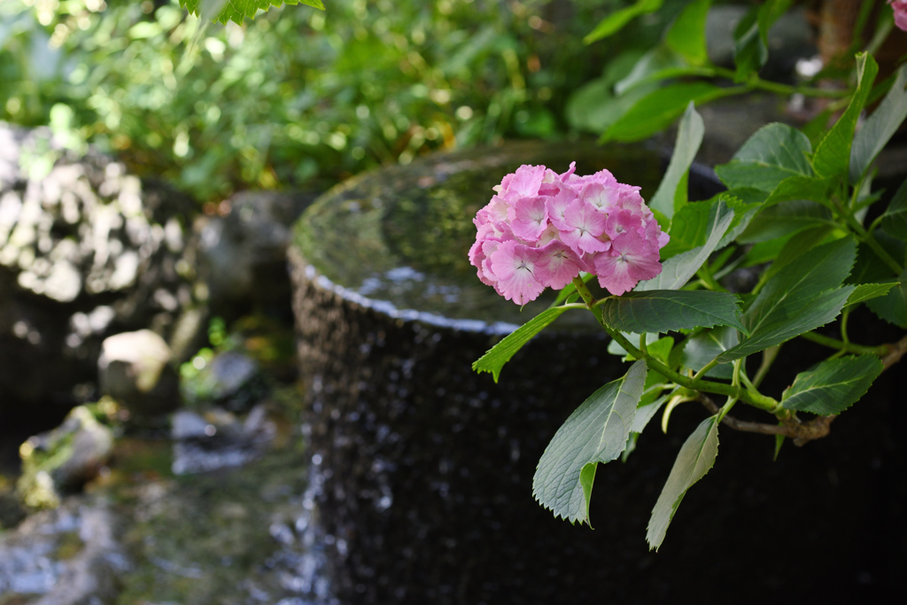 水辺の紫陽花