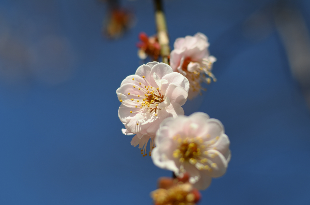 梅とレンズ（2段絞り）