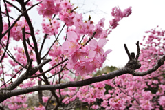 今日の桜-4