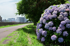 川沿いのアジサイ