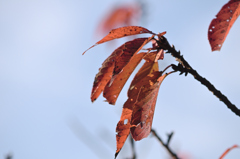 D7K_2124R