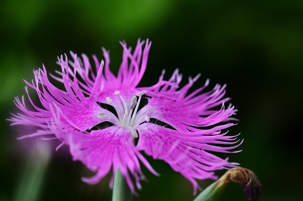 D7K_7380R