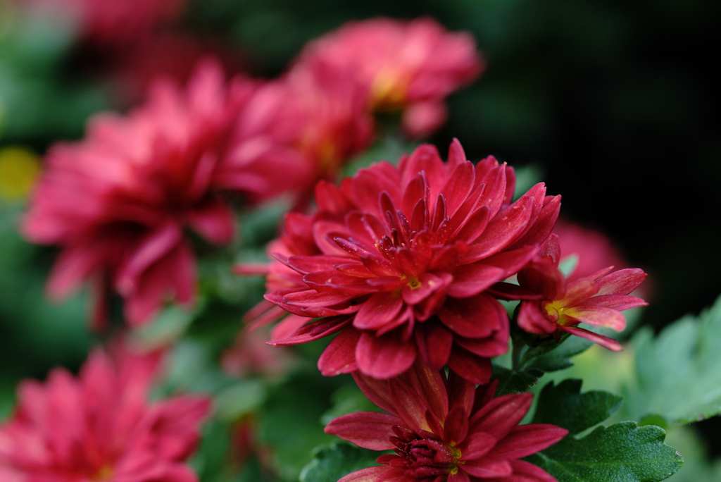 小春日和に赤い花