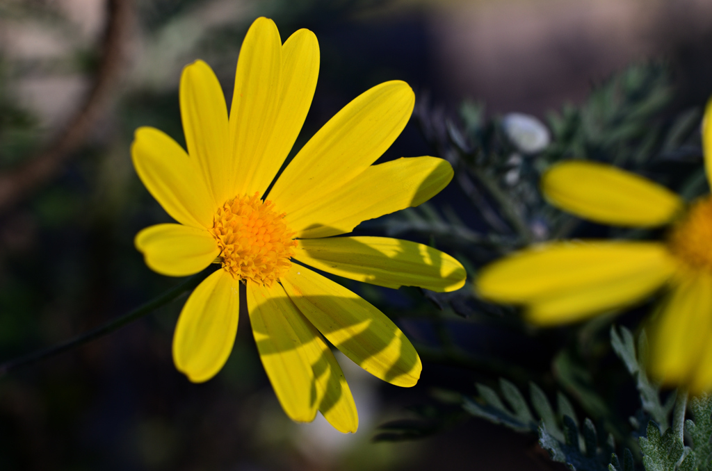 D7K_2828R
