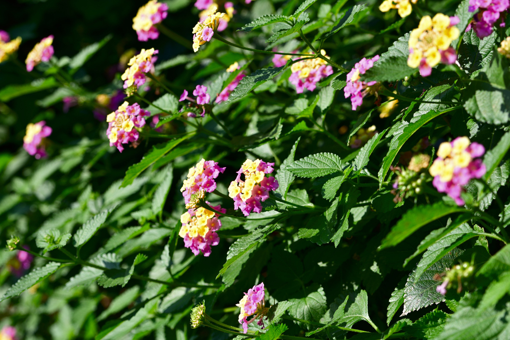 72H_6336_Raw
