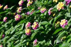72H_6336_Raw