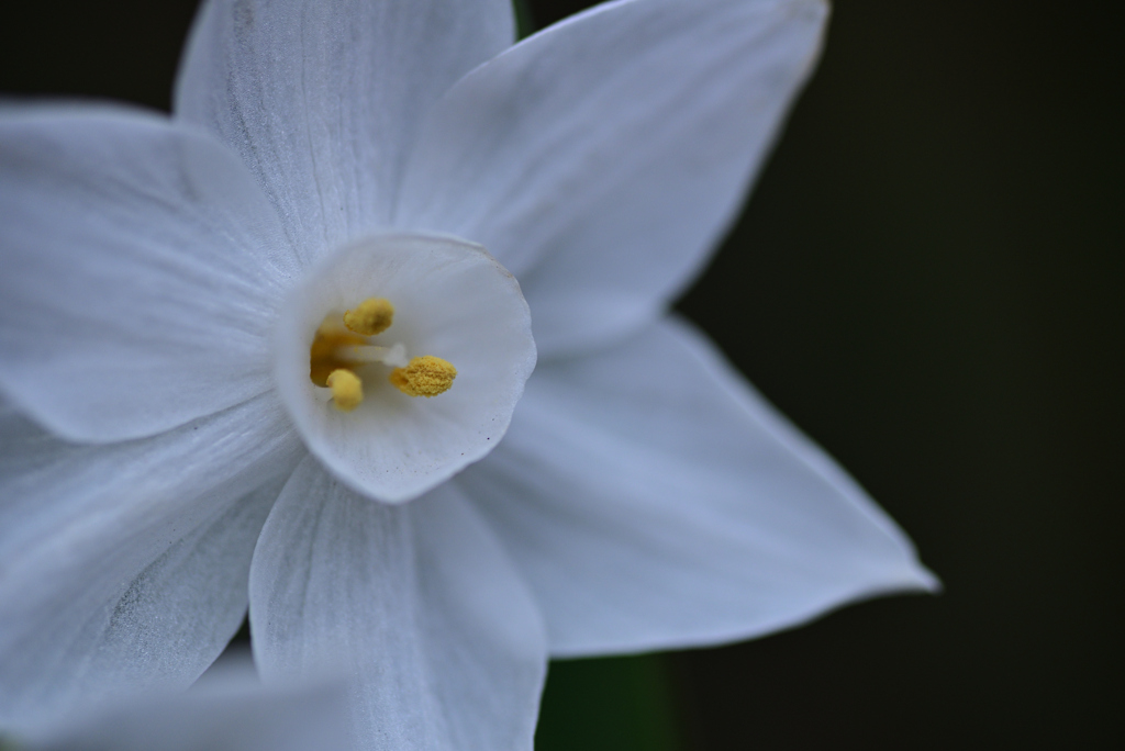 D6H_6855R